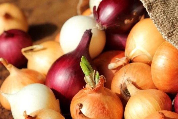 تصویر 3 از قیمت خرید پیاز زرد درشت + فروش ویژه